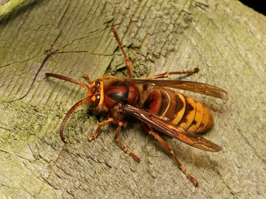 european-hornet-leo-pest-control