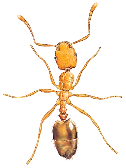 pharaoh ant