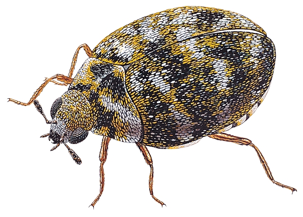 https://leopestcontrol.co.uk/app/uploads/2019/06/Vcarpetbeetle.jpg