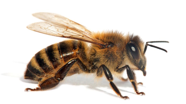 Honey Bees Leo Pest Control